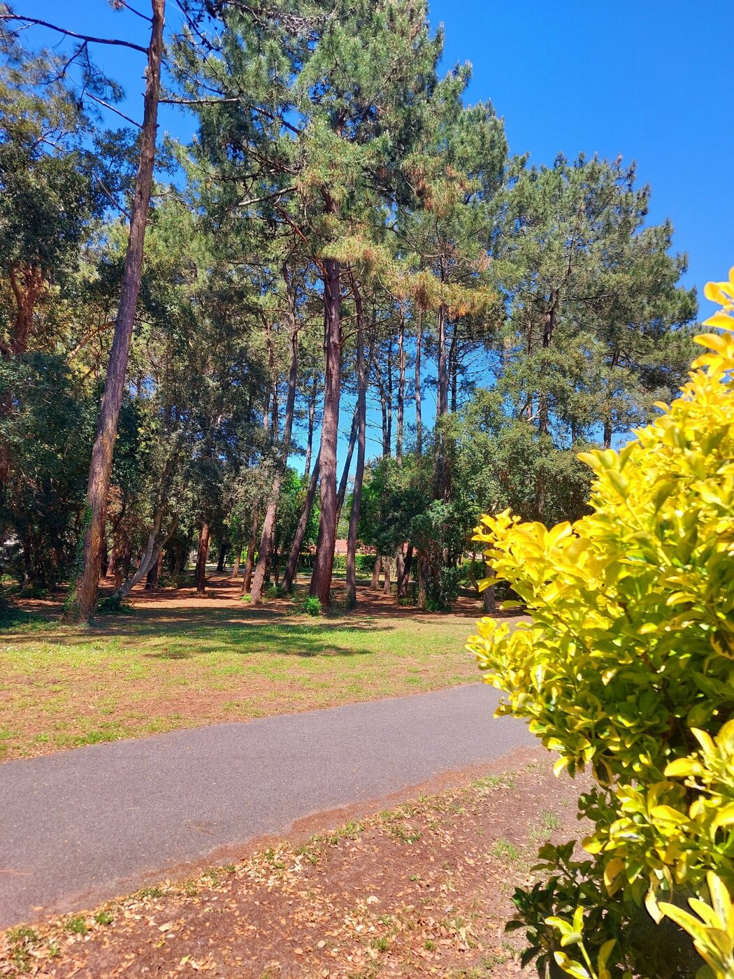 Piste cyclable bordant la forêt à proximité immédiate de la villa